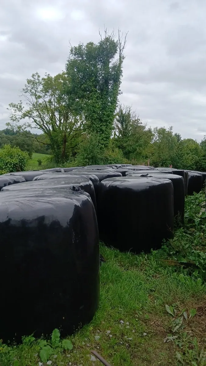 Round bales of silage - Image 1