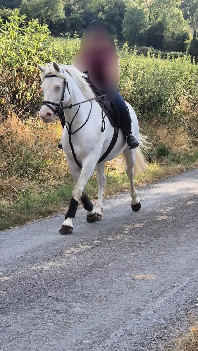 Class 1 Connemara - Image 2