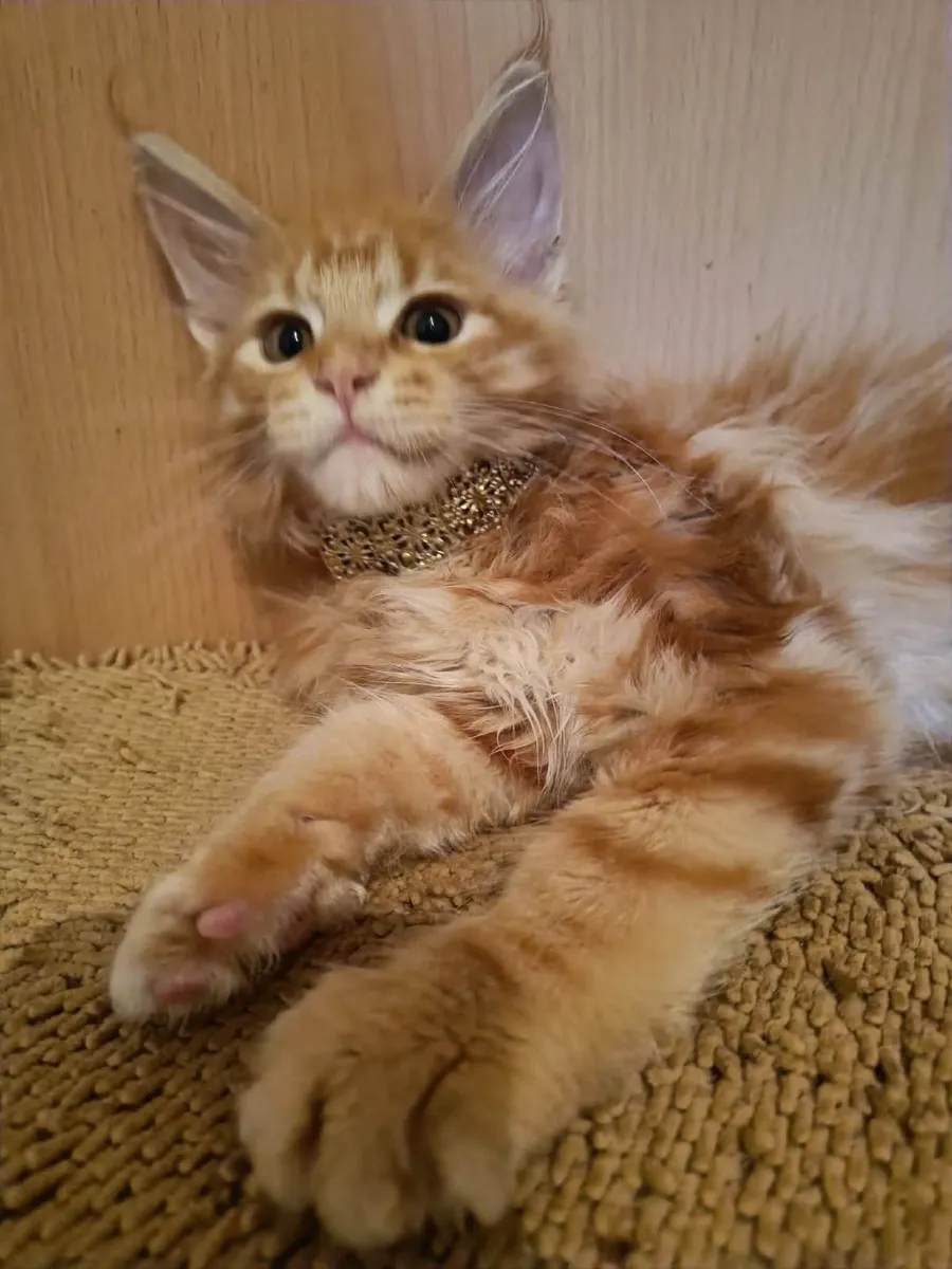 Maine Coon kitten named Holly (WCF) is  for sale - Image 2
