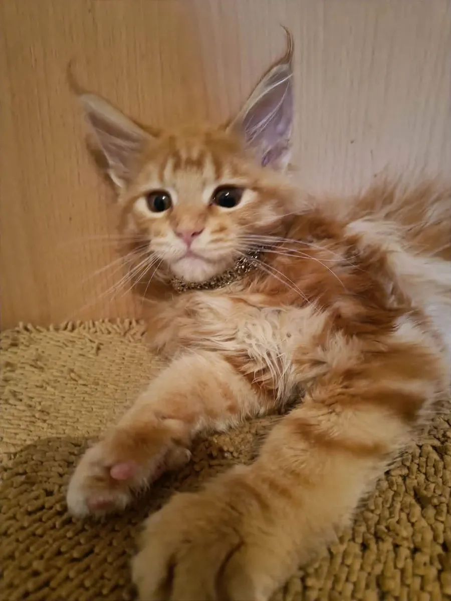 Maine Coon kitten named Holly (WCF) is  for sale - Image 1