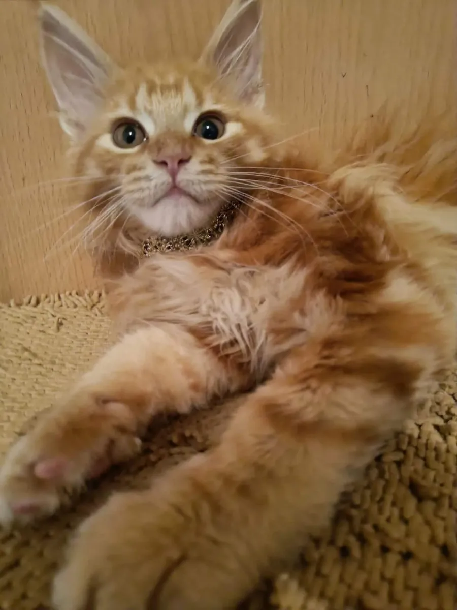 Maine Coon kitten named Holly (WCF) is  for sale - Image 3
