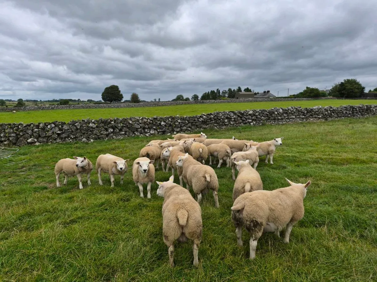 Purebred Texel Ram Lambs - Image 2