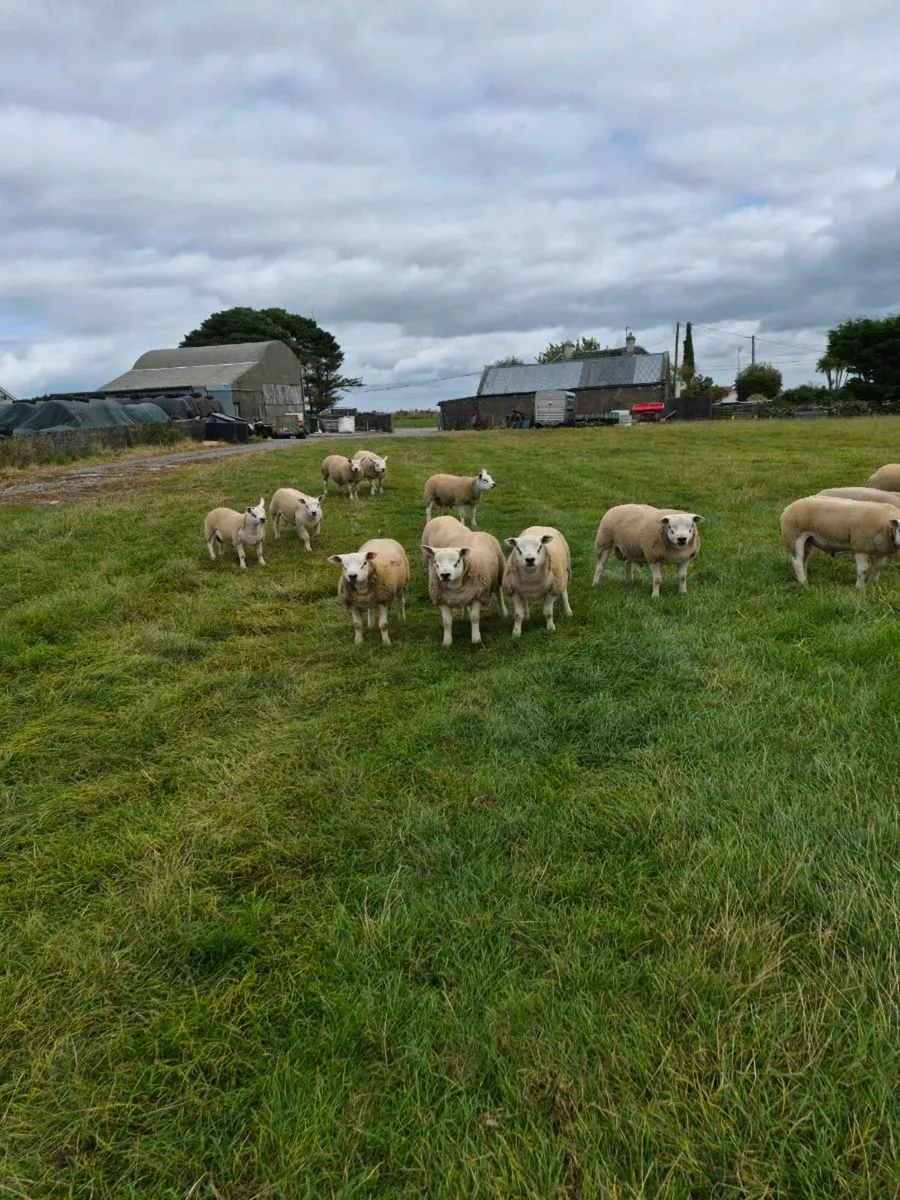 Purebred Texel Ram Lambs - Image 3