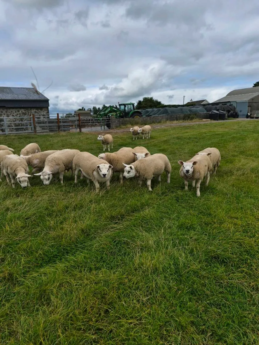 Purebred Texel Ram Lambs - Image 4