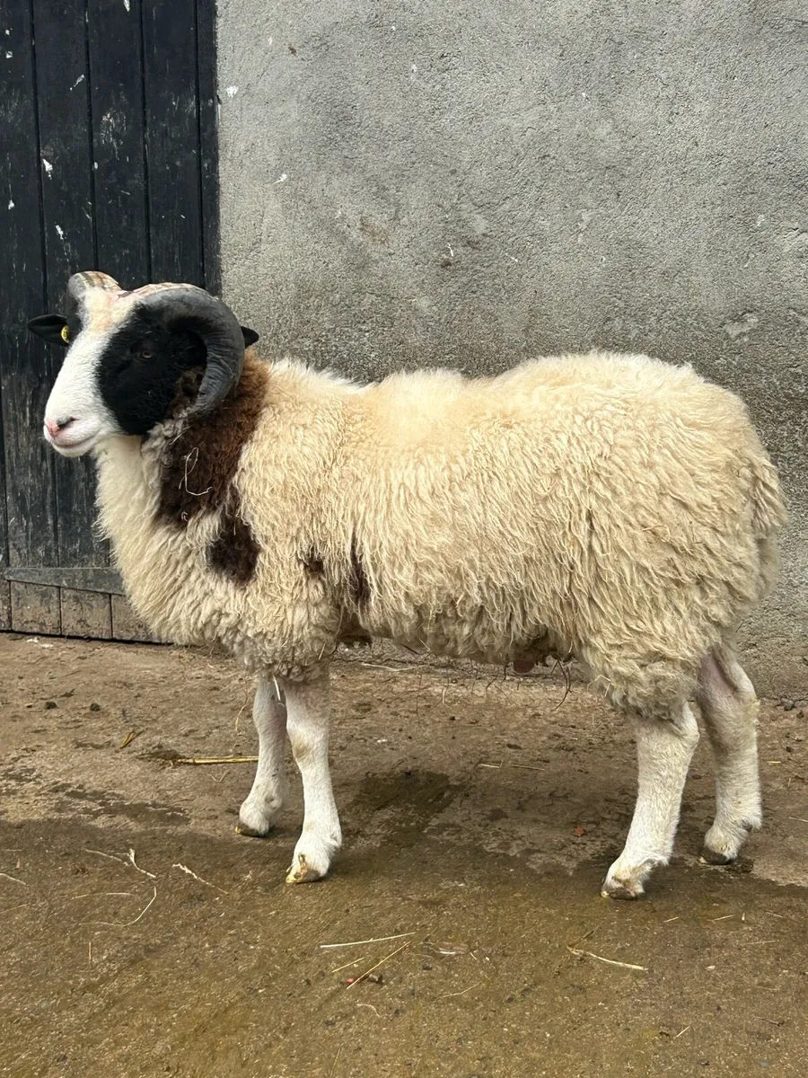 Jacob Ram Lambs - Image 2