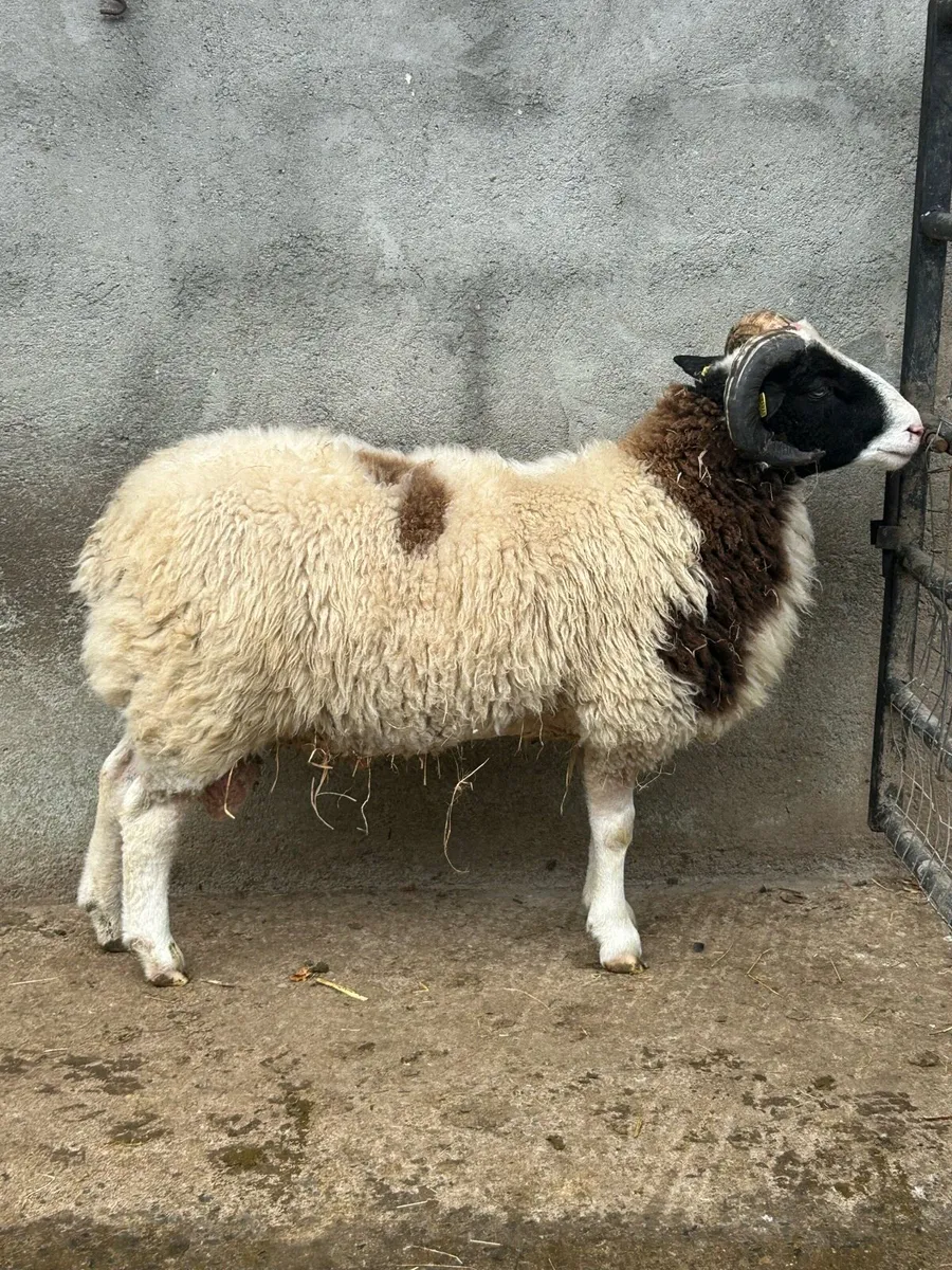 Jacob Ram Lambs - Image 3