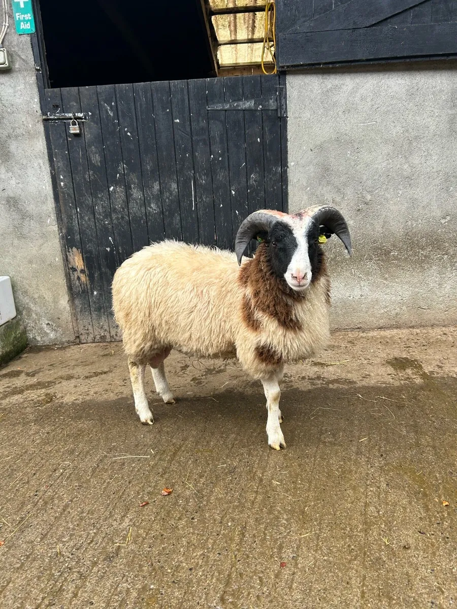 Jacob Ram Lambs - Image 4