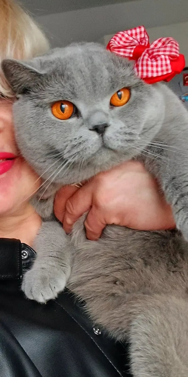 British shorthair kittens - Image 3