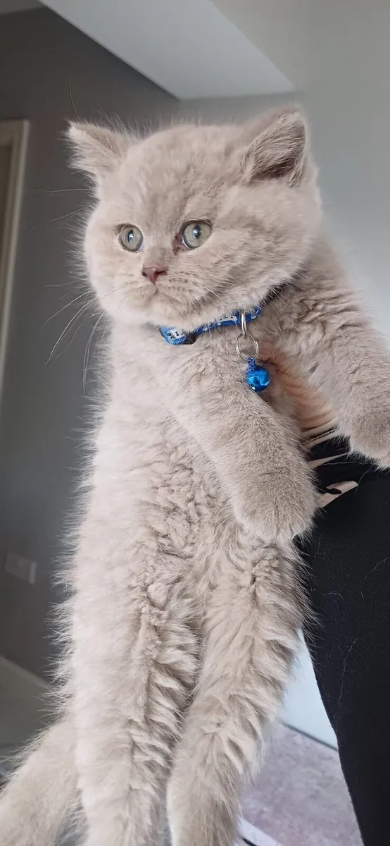 British shorthair kittens - Image 4