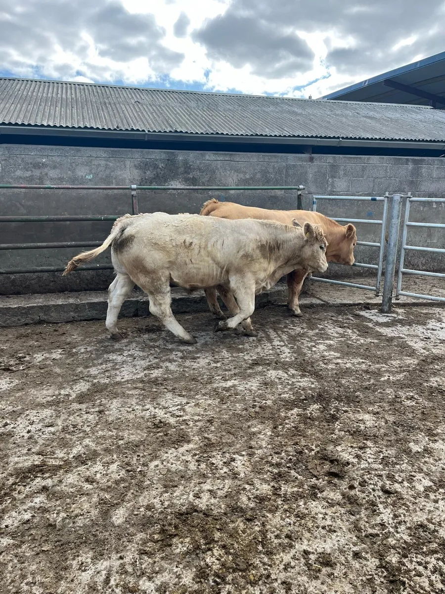 Continental Bullocks - Image 1