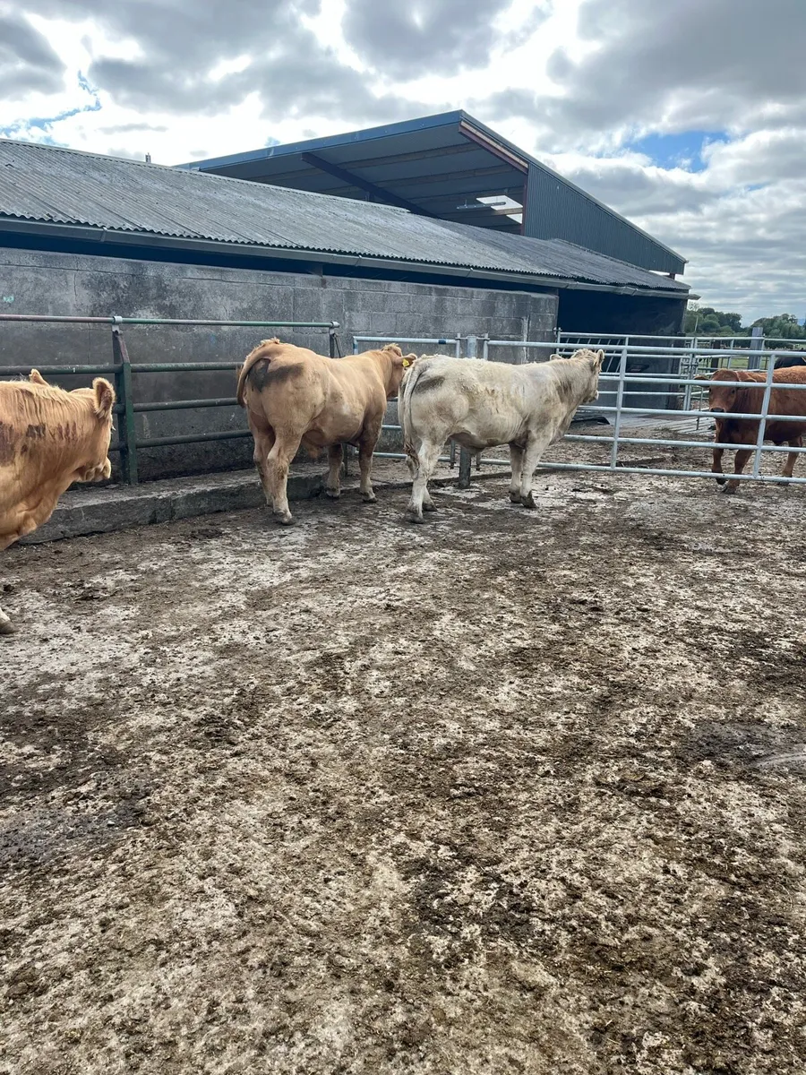 Continental Bullocks - Image 4