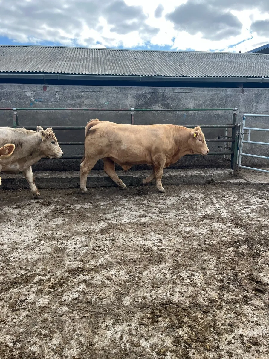 Continental Bullocks - Image 2