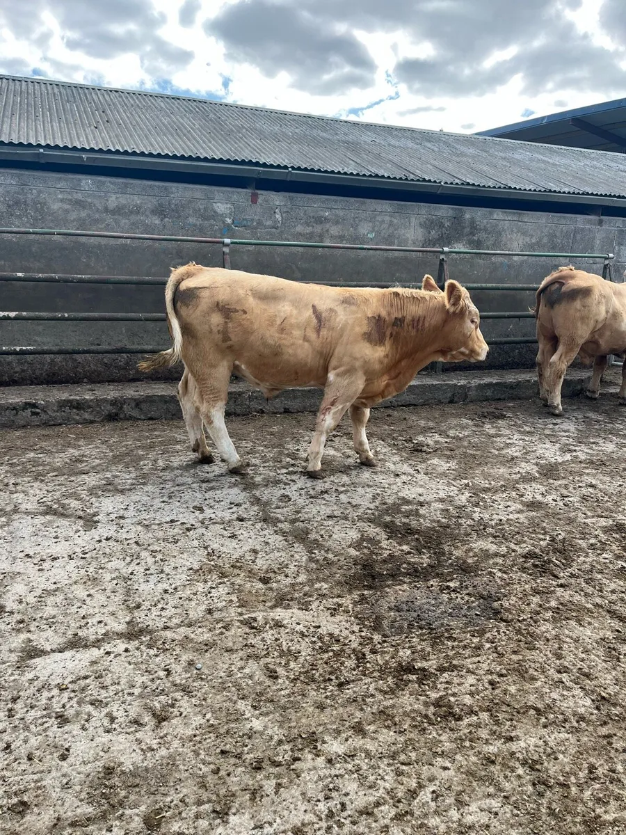 Continental Bullocks - Image 3