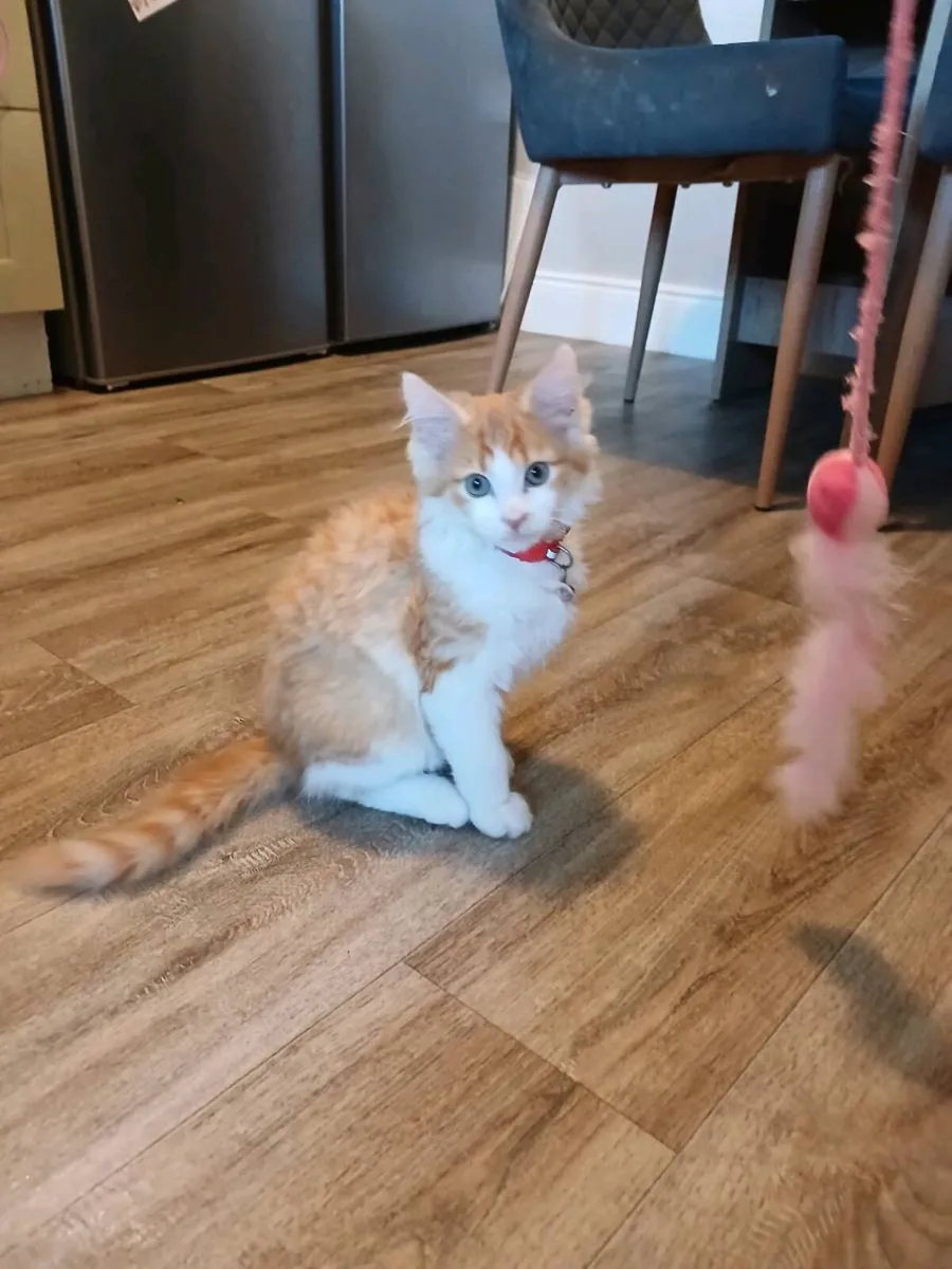 Kitten - Image 2