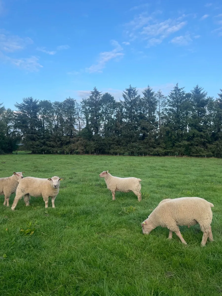Pedigree Charollais Rams - Image 1