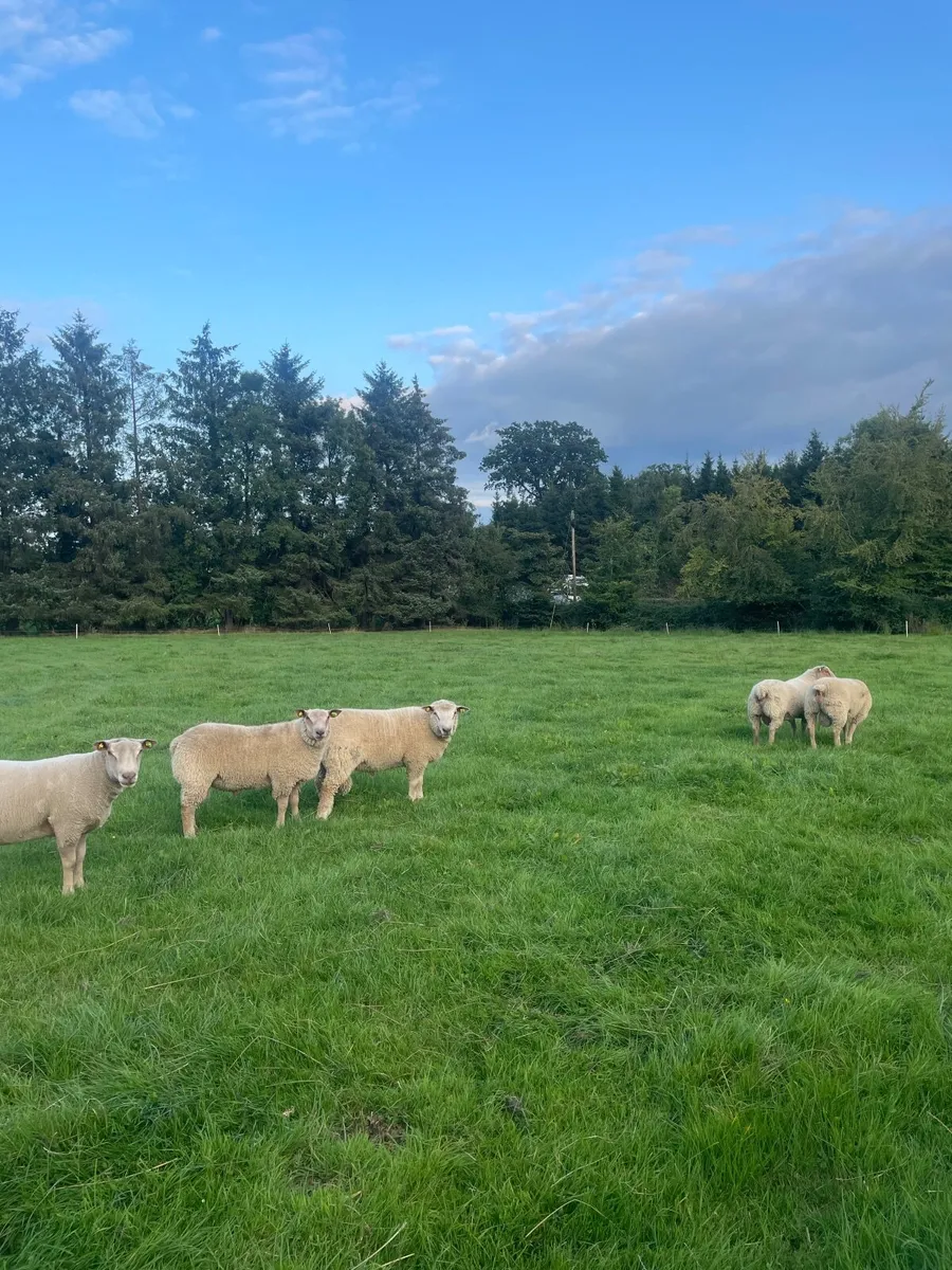 Pedigree Charollais Rams - Image 2