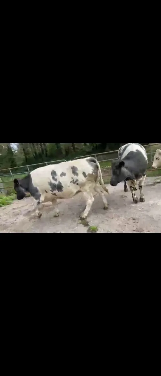 4 Belgian Blue in calf Heifers - Image 1