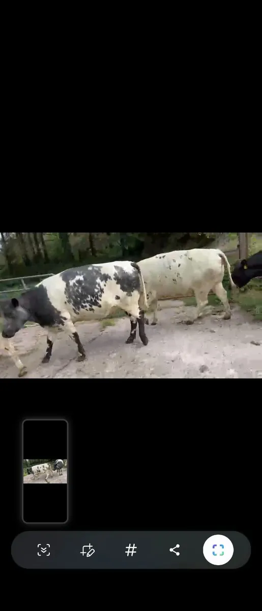 4 Belgian Blue in calf Heifers - Image 2