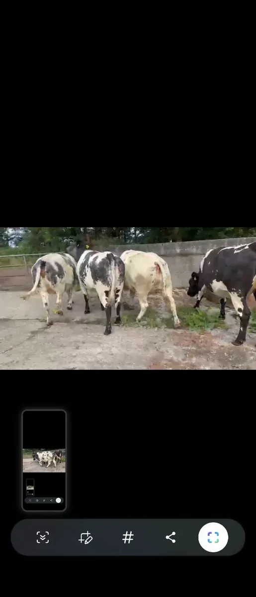 4 Belgian Blue in calf Heifers - Image 4