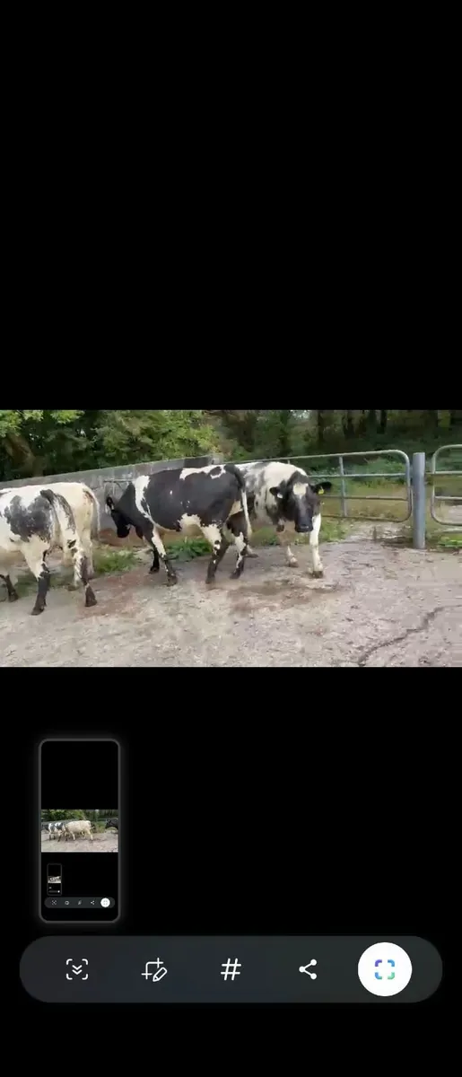 4 Belgian Blue in calf Heifers - Image 3