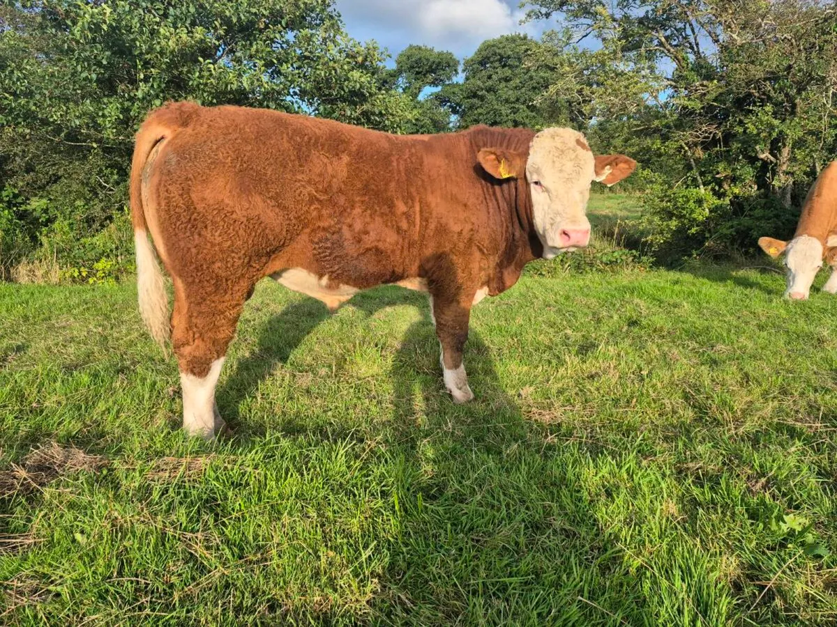 FULLY POLLED PED SIMMENTAL BULLS & HEIFERS - Image 3