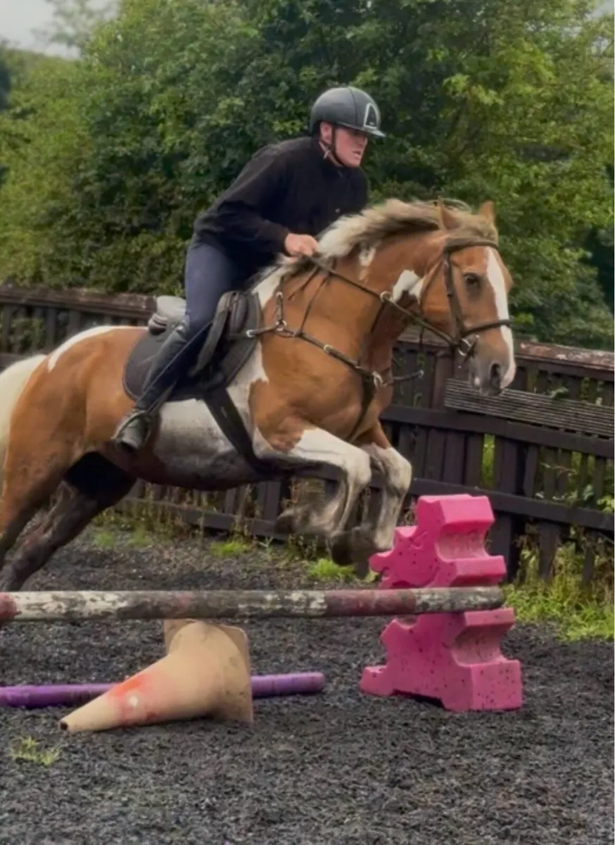 14.2 happy hacking/leisure mare - Image 3