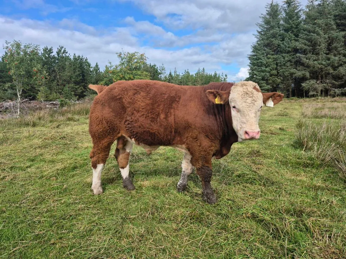 FULLY POLLED PED SIMMENTAL BULLS & HEIFERS - Image 2