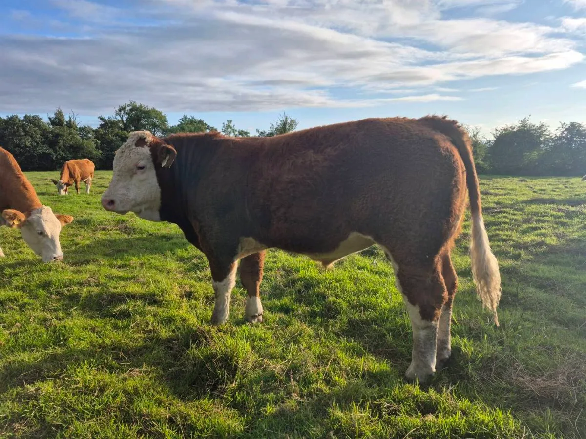 FULLY POLLED PED SIMMENTAL BULLS & HEIFERS - Image 4