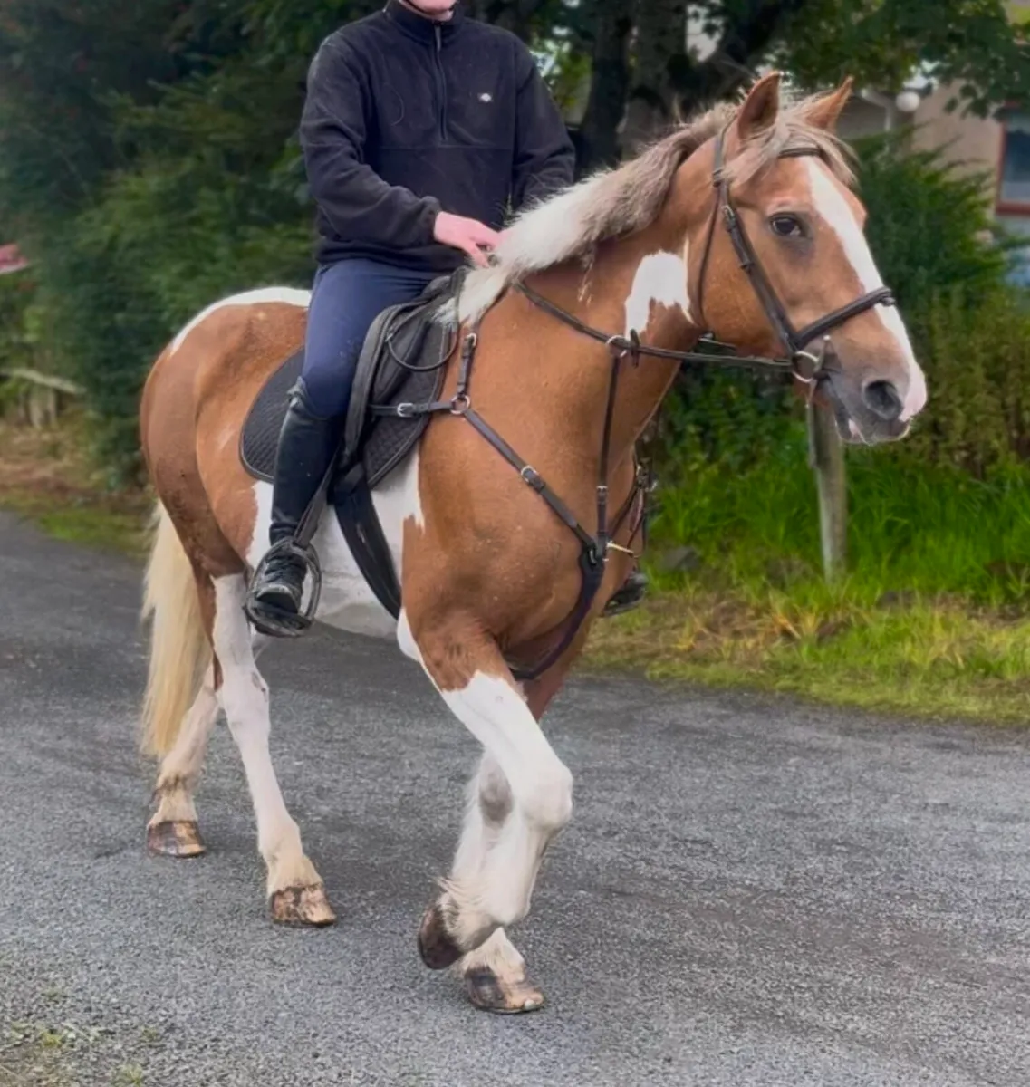 14.2 happy hacking/leisure mare - Image 4