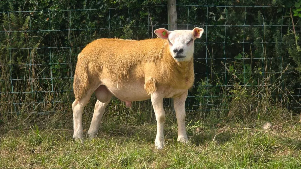 Texel Ram Lambs & Shearling and SuffTex Ram Lambs - Image 4