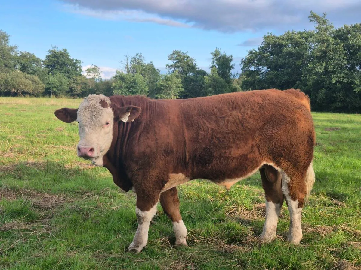 FULLY POLLED PED SIMMENTAL BULLS & HEIFERS - Image 1