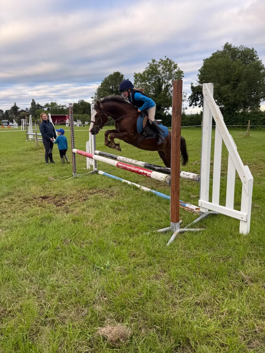 Pony - Image 1