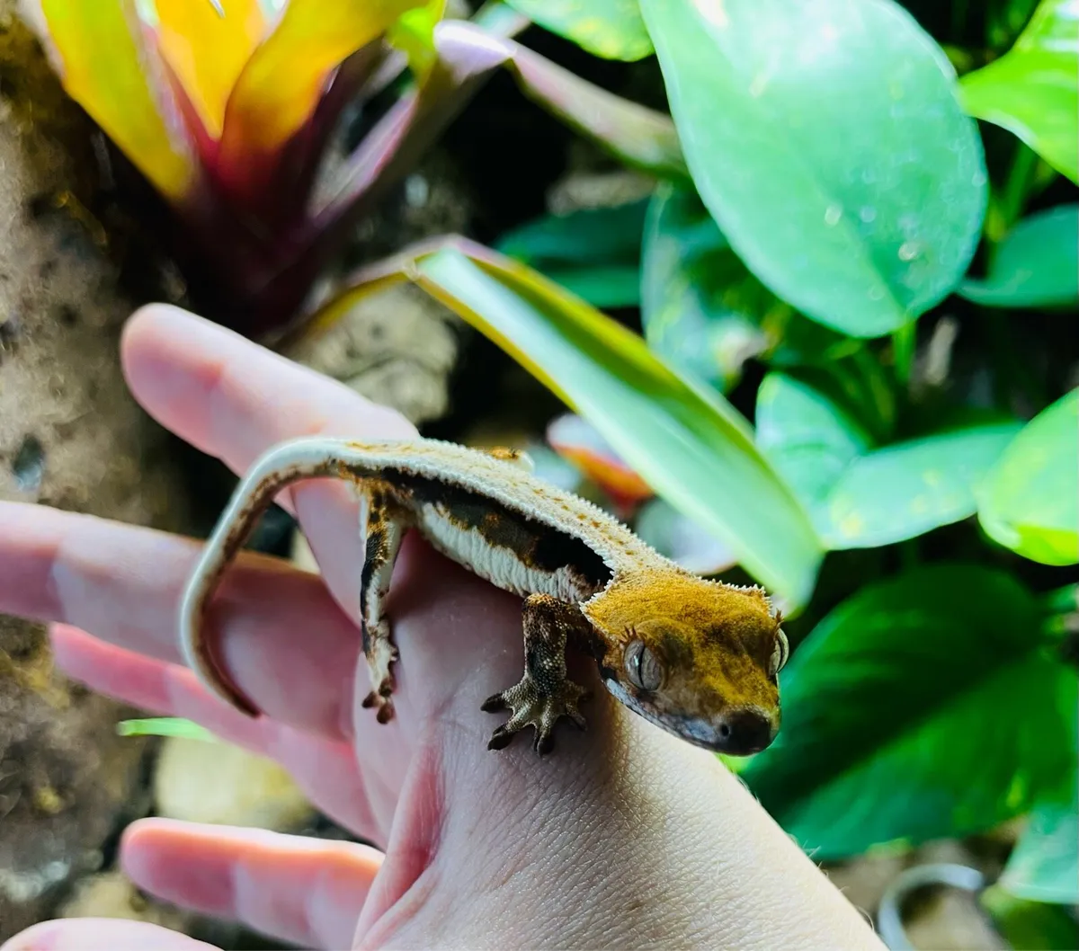 Lilly White crested gecko - Image 1