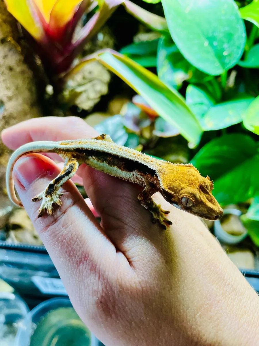 Lilly White crested gecko - Image 2