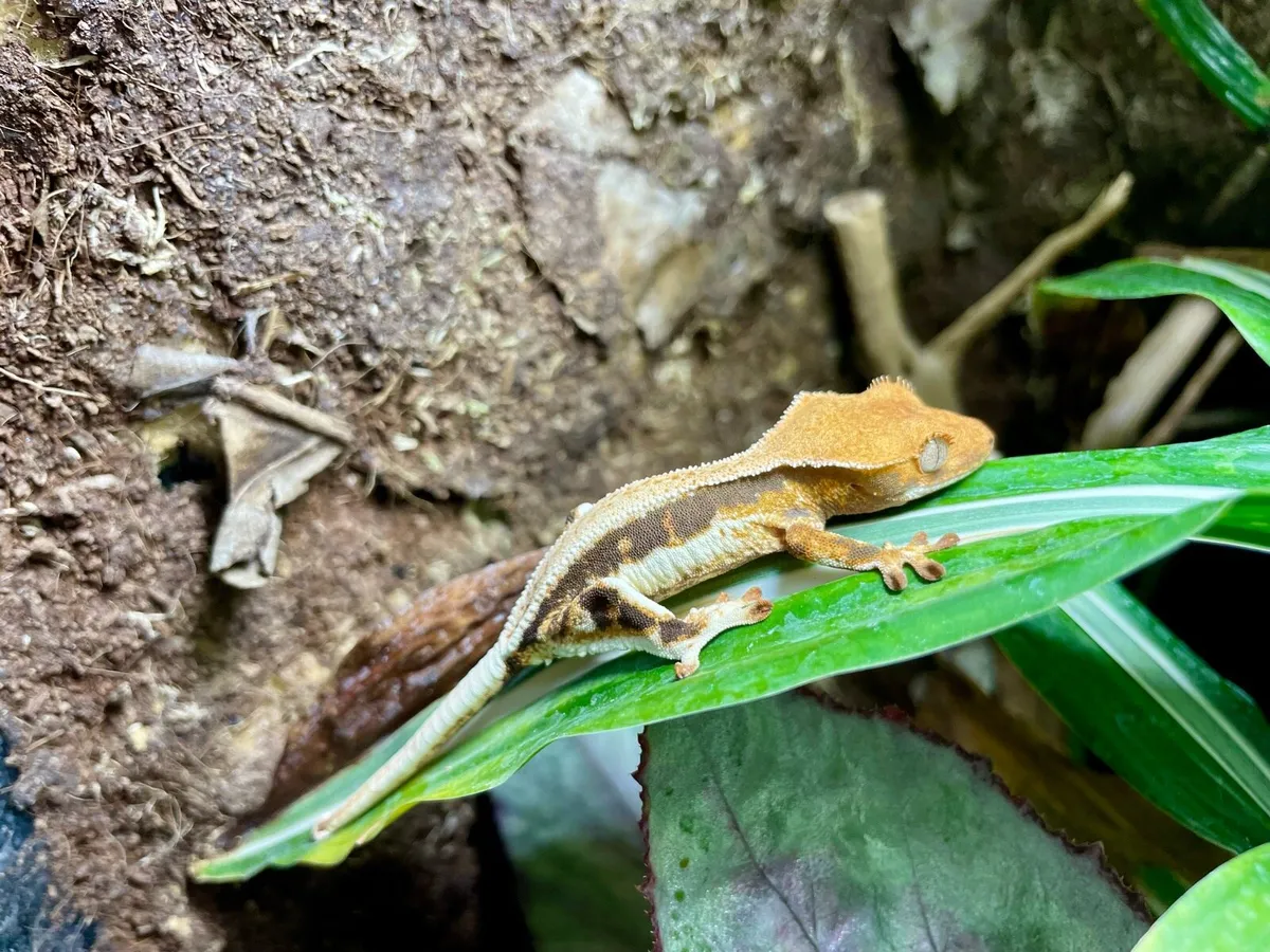 Lilly White crested gecko - Image 3