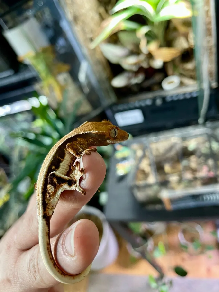 Lilly White crested gecko - Image 4