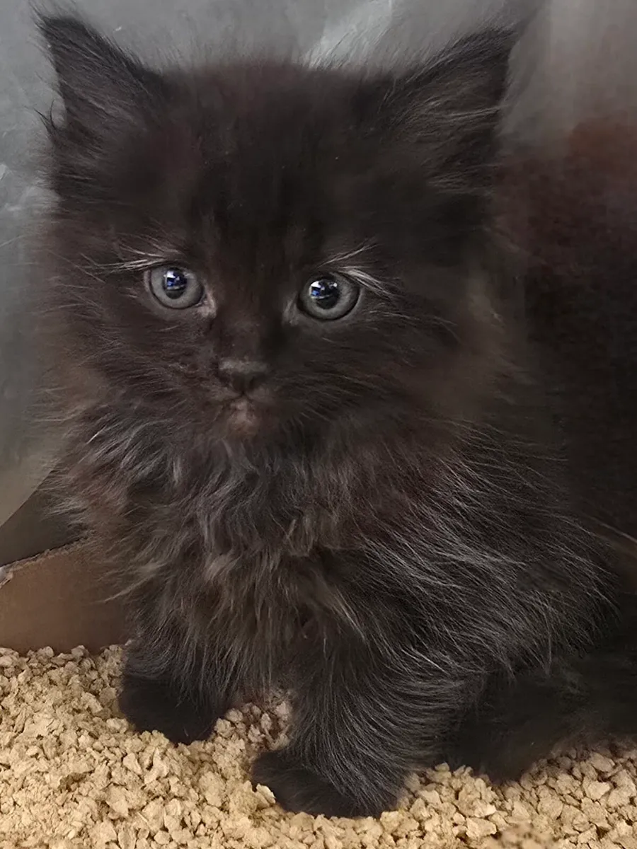Purebred Siberian Kitten Girl - Image 1