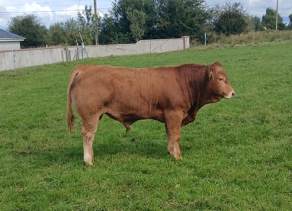 Weanlings for sale - Image 2