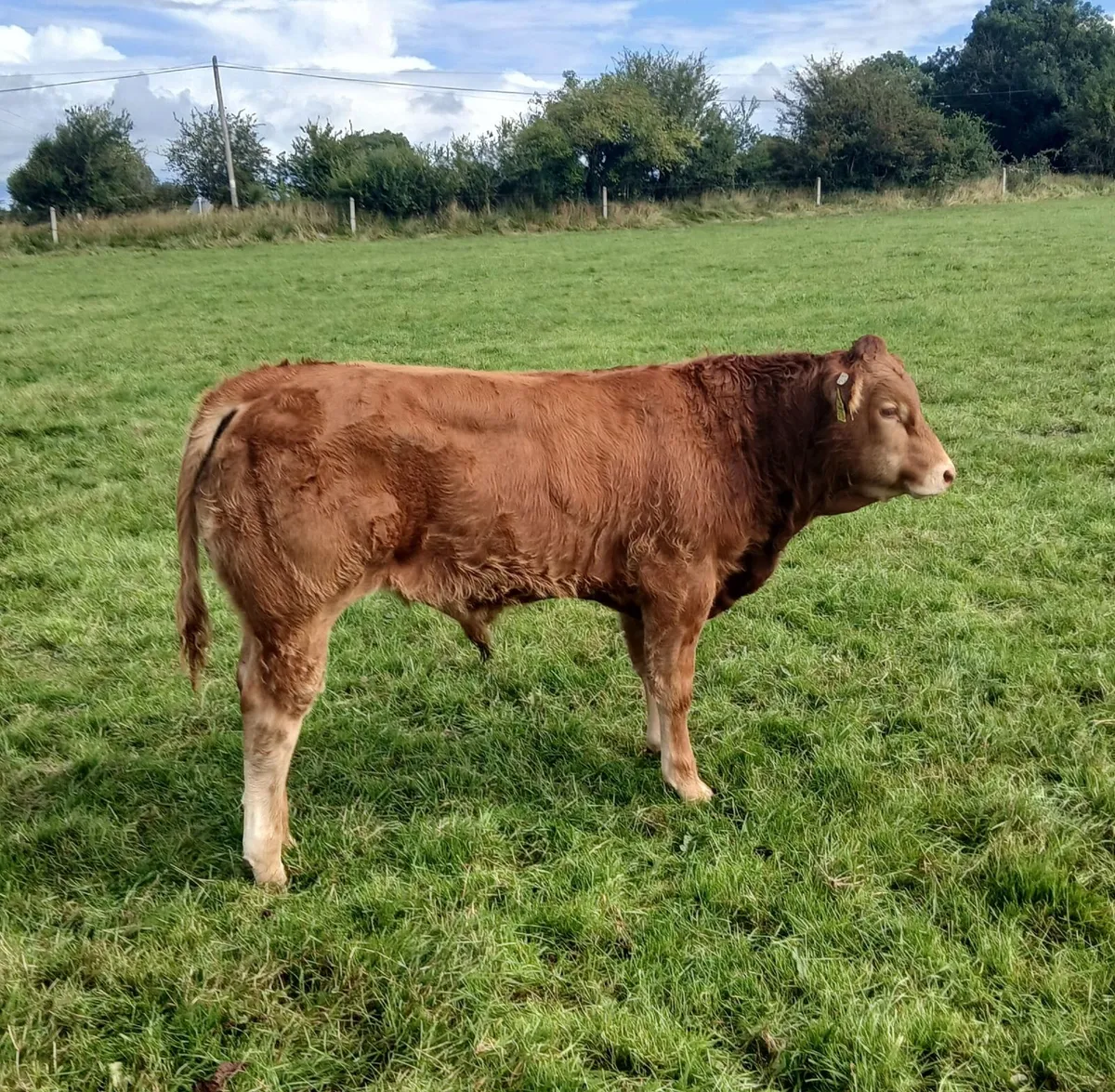 Weanlings for sale - Image 3