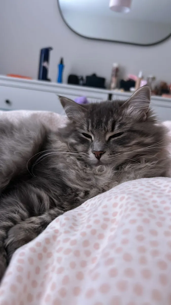 Purebred Siberian Kitten Girl - Image 3