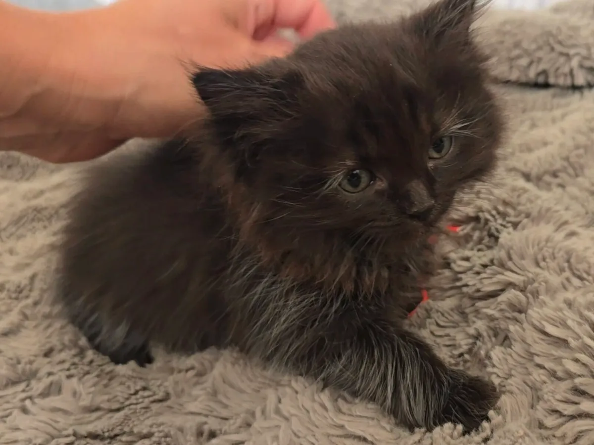 Purebred Siberian Kitten Girl - Image 4
