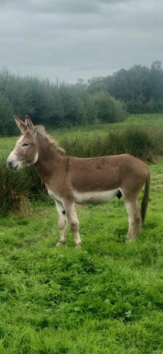 Stallion Donkey - Image 1