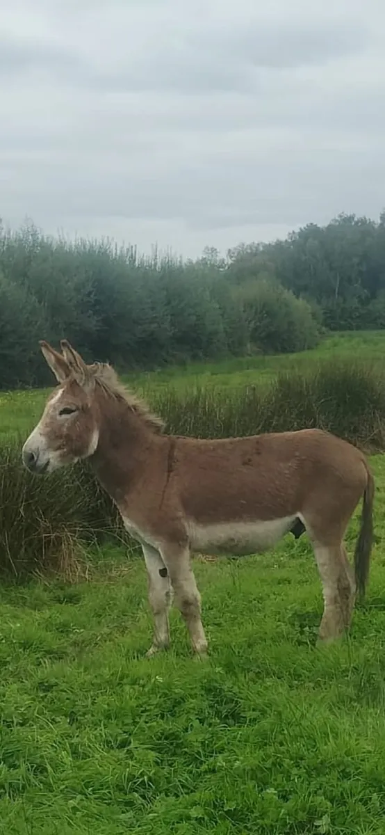 Stallion Donkey - Image 2