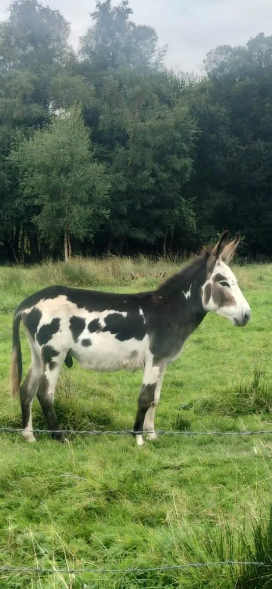 Stallion donkey - Image 1