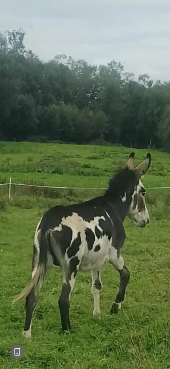 Stallion donkey - Image 2