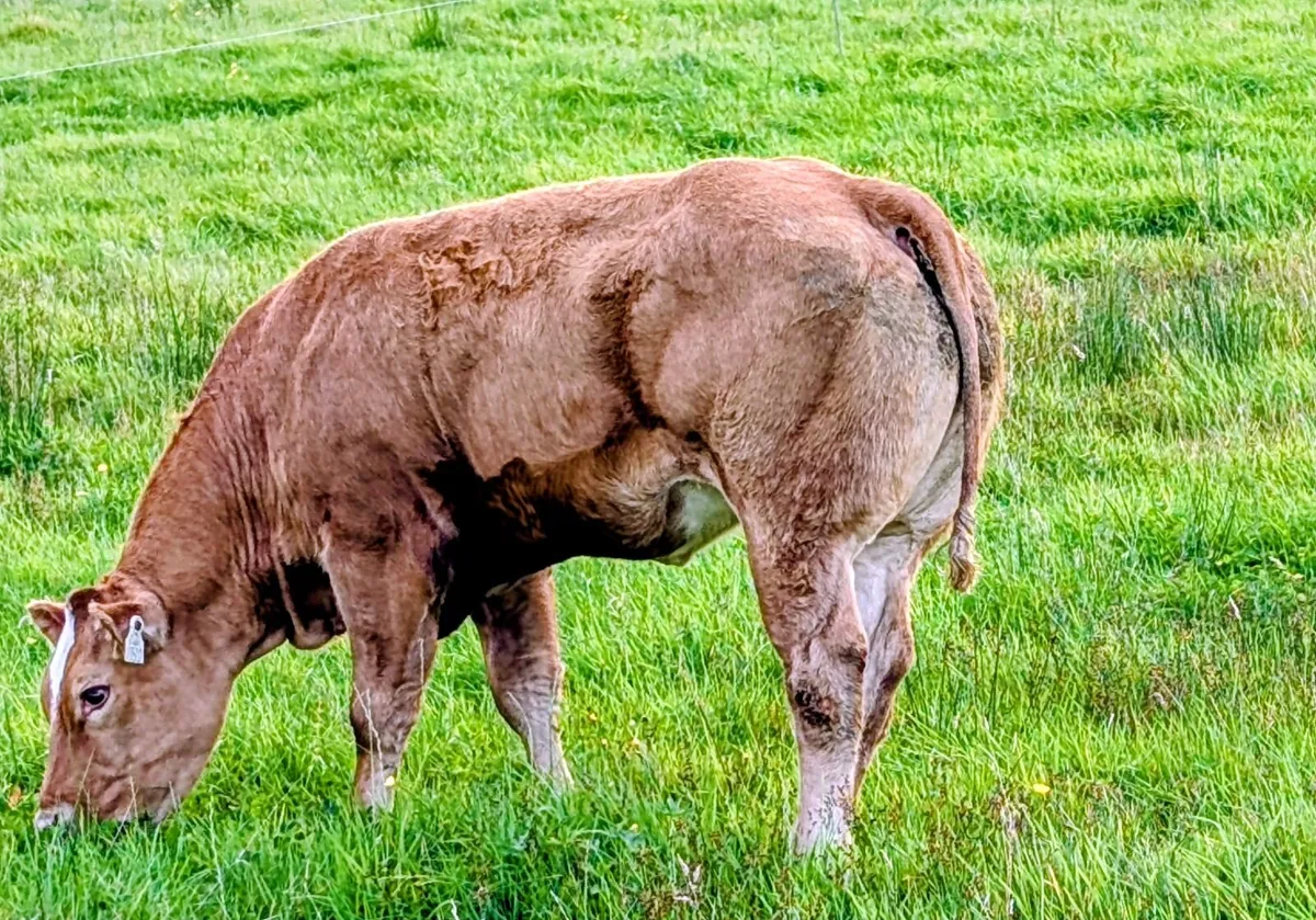 Breeding heifers - Image 2