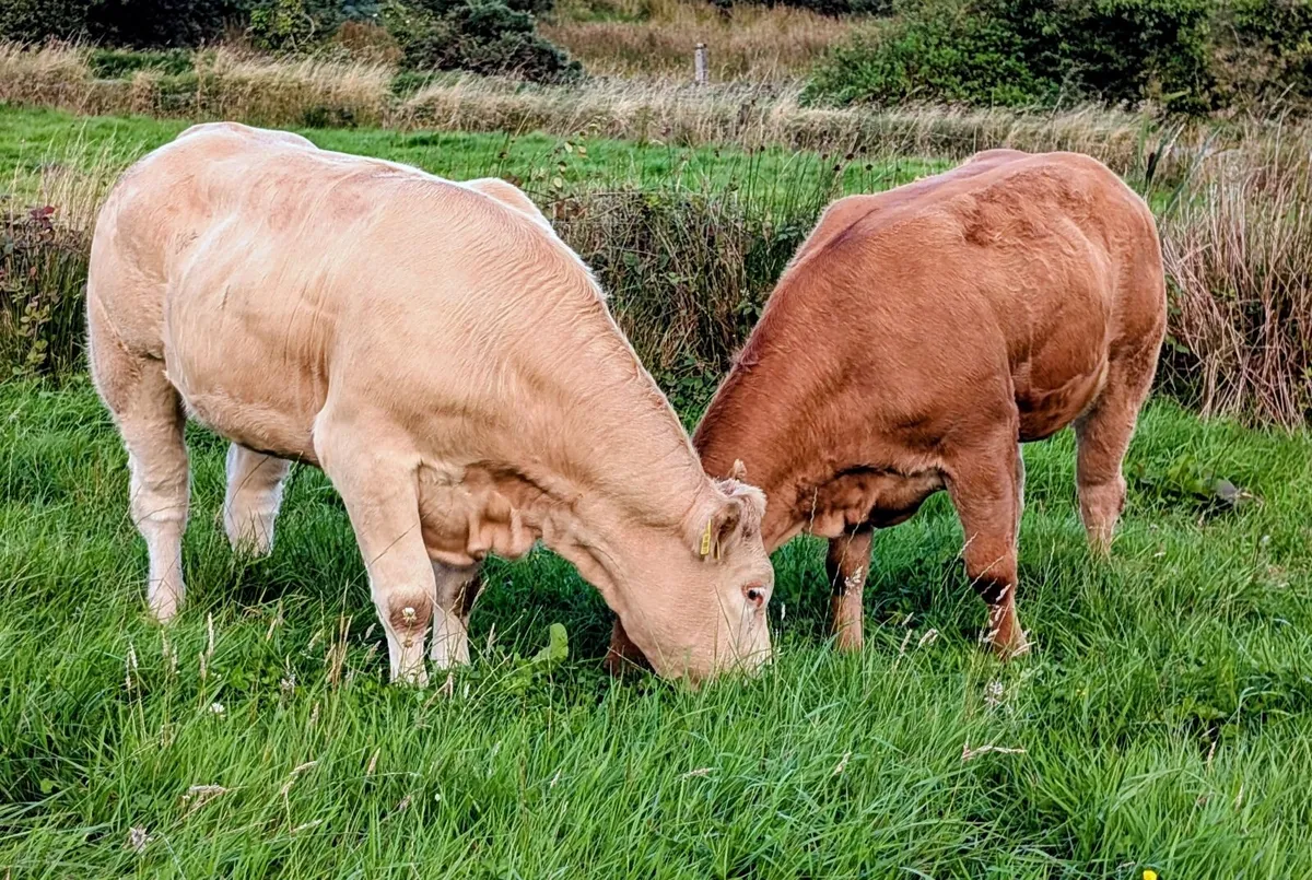 Breeding heifers - Image 3