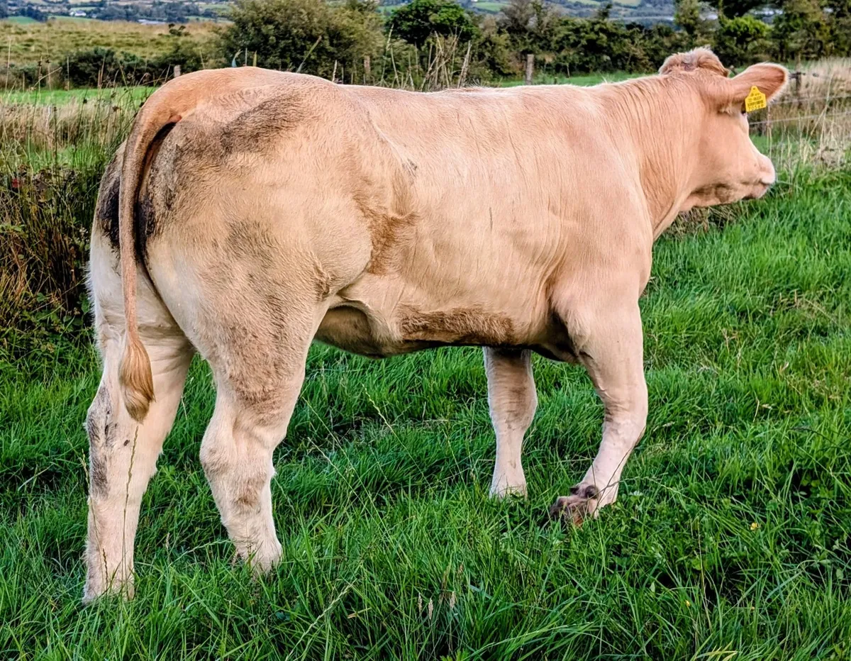 Breeding heifers - Image 4