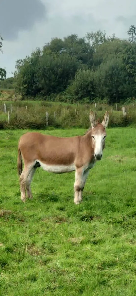 Stallion Donkey