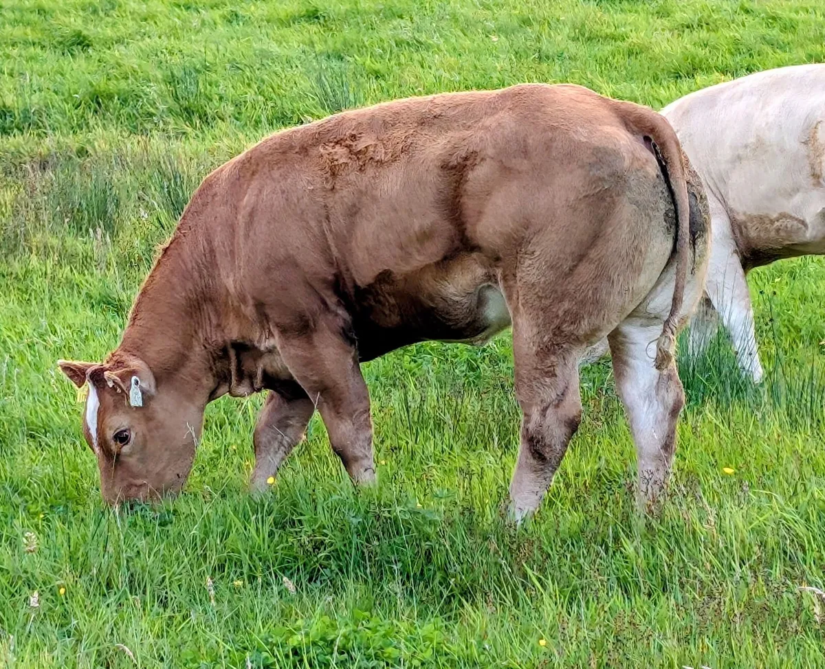 Breeding heifers - Image 1